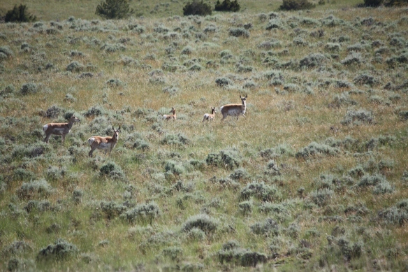 Baby antelope twins . . . . 